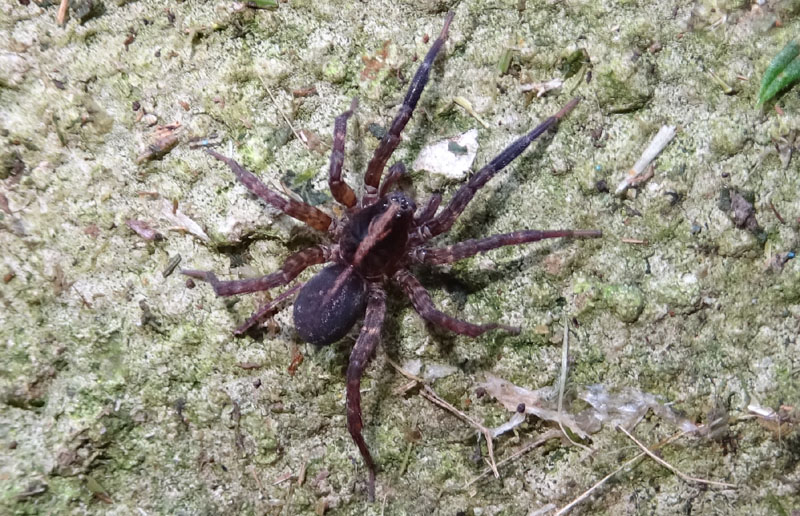 Trochosa sp. - Patone (TN)